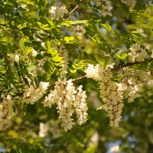 Акація біла цвіт