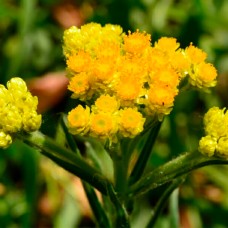 ЦМИН ПІСКОВИЙ, цмин песчаный, безсмертник, Helichrysum.