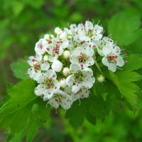 Цвіт глоду. Глід, глідколюх, боярышник, глод,  głód, głóžyna, jaworek.