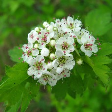 Цвіт глоду. Глід, глідколюх, боярышник, глод,  głód, głóžyna, jaworek.