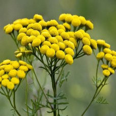 Пижмо цвіт