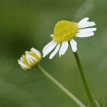 Ромашка цвіт
