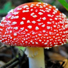 Мухомор червоний сушені шляпки