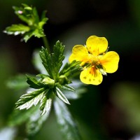 Калган корінь