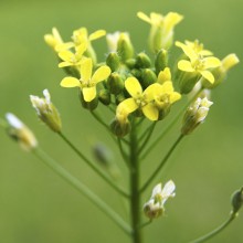 Рудий (Рижик) насіння