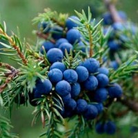 Можжевельник — естественный защитник суставов и кожи Можжевельник — естественный защитник суставов и кожи