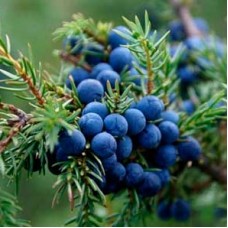 Можжевельник — естественный защитник суставов и кожи Можжевельник — естественный защитник суставов и кожи