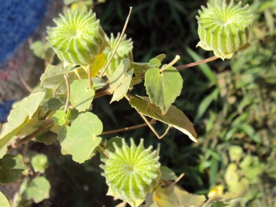 АБУТИЛОН ТЕОФРАСТА, канатник, канатник Теофраста, Abutilon theophrastii