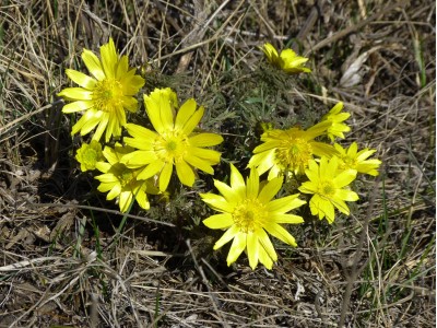 Адоніс весняний, (Горіцвіт)