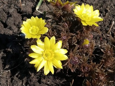 Адоніс весняний, (Горіцвіт)