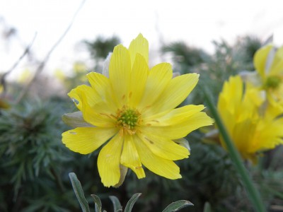 Адоніс весняний, (Горіцвіт)