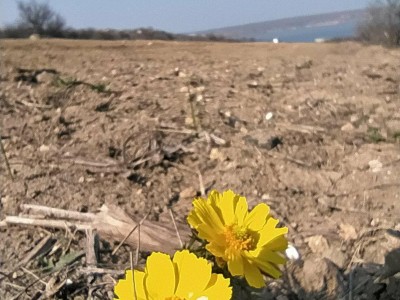 Адоніс весняний, (Горіцвіт)