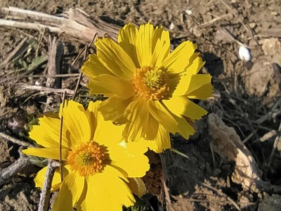 Адоніс весняний, (Горіцвіт)