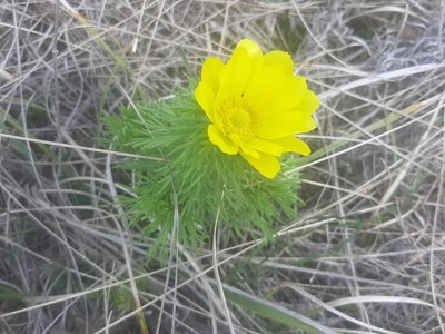 Адоніс весняний, (Горіцвіт)