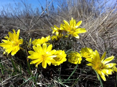 Адоніс весняний, (Горіцвіт)