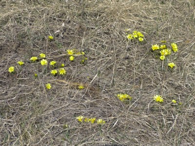 Адоніс весняний, (Горіцвіт)