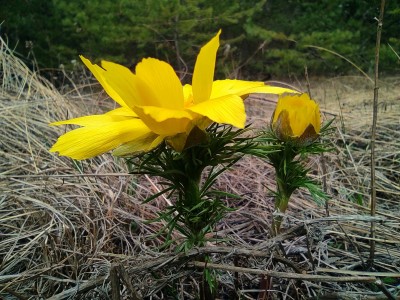 Адоніс весняний, (Горіцвіт)