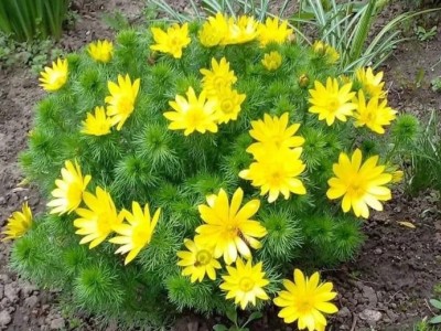 Адоніс весняний, (Горіцвіт)