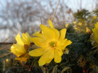 Адоніс весняний, (Горіцвіт)