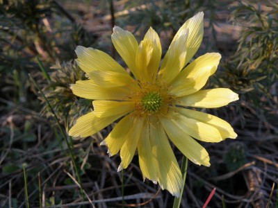 Адоніс весняний, (Горіцвіт)