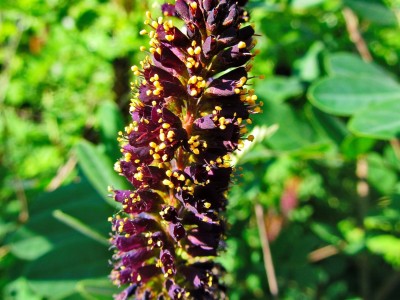 Аморфа кущова (Amorpha fruticosa)