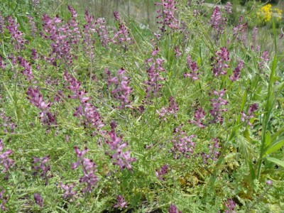 Рутка лікарська (Fumaria officinalis) - фото лікарська рослина