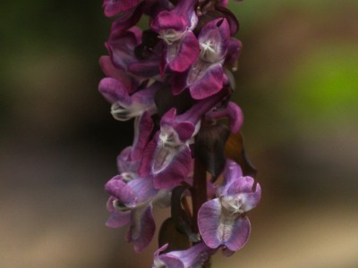 Ряст (Corydalis) 